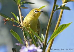 Cape White-Eye