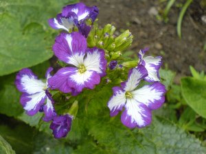 Unusual bi-coloured Honesty flower