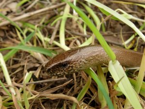 Slow Worm