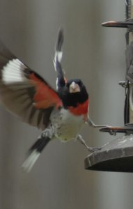 Rose Breasted Grosbeak Male