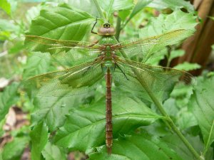 Large Dragonfly Green Darner