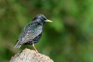 (common) Starling