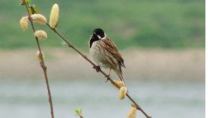 Male Reed Bunting