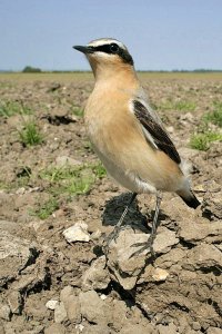 wide Wheatear