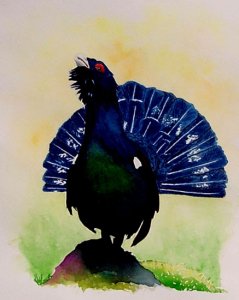 capercaillie