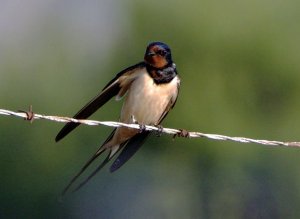 Eurasian Swallow