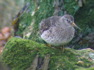 Purple Sandpiper