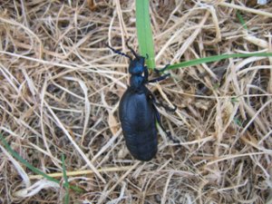 Oil Beetle