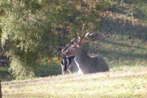 Fallow Deer