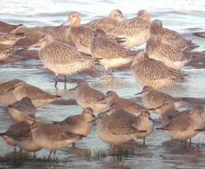 Mixed waders