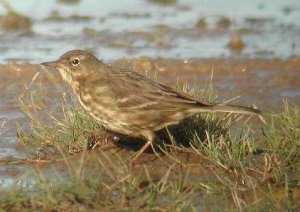 Rock Pipit