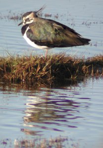 restful lapwing