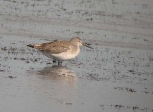 Greater Yellowlegs