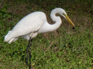 Great Egret