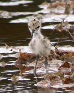 one day old black-winged stilt