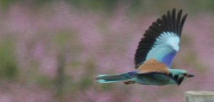 Roller, Costa Blanca, Spain