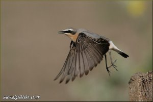 Wheatear lift-off