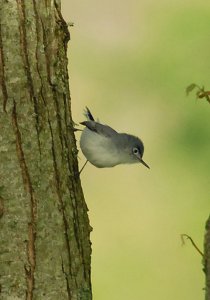 Blue-gray gnatcatcher