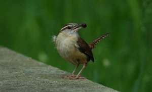 Carolina Wren