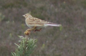 Skylark