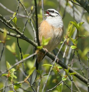 Rock Bunting