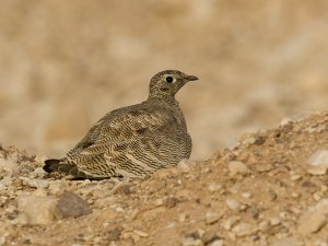 Lichtenstein's Sandgrouse