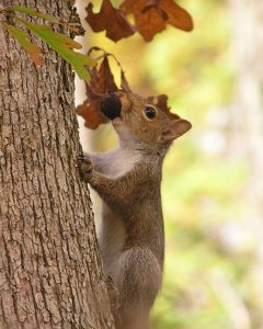 Eastern Gray Squirrel on a tree