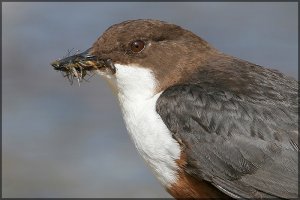 Dipper with catch