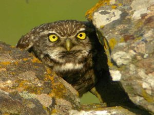 Little Owl