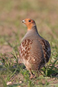 Grey Partridge