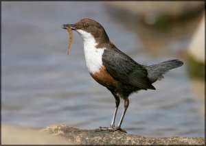 Dipper with catch II