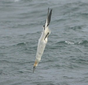 Gannet