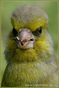 Greenfinch up close