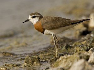 Caspian Plover