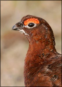 Red Grouse close-up