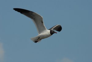 Laughing Gull