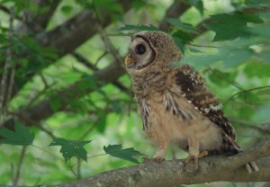 Barred Owl