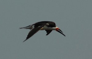 Black Skimmer