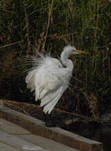 white heron