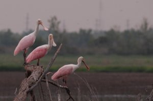 Roseate Spoonbills