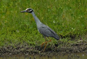 Yellow-crowned Night Heron