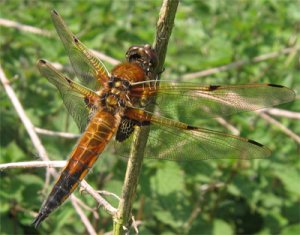 Four-spotted Chaser on local patch