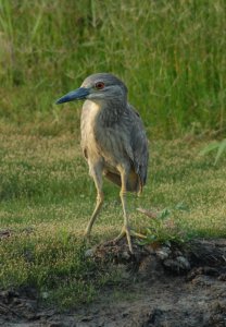 Yellow Crowned Night Heron