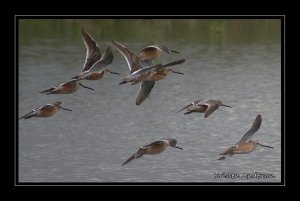 Long-billed Dowitchers