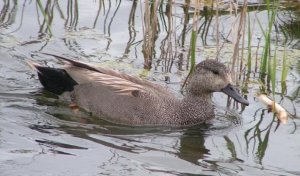 Gadwall