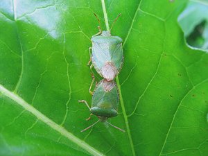 Mating Green Shield Bugs
