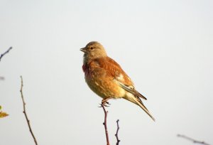 Linnet