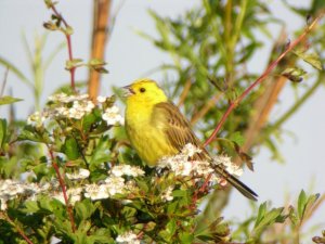 Yellowhammer