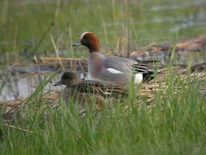 Wigeon