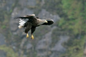 White tailed Sea Eagle